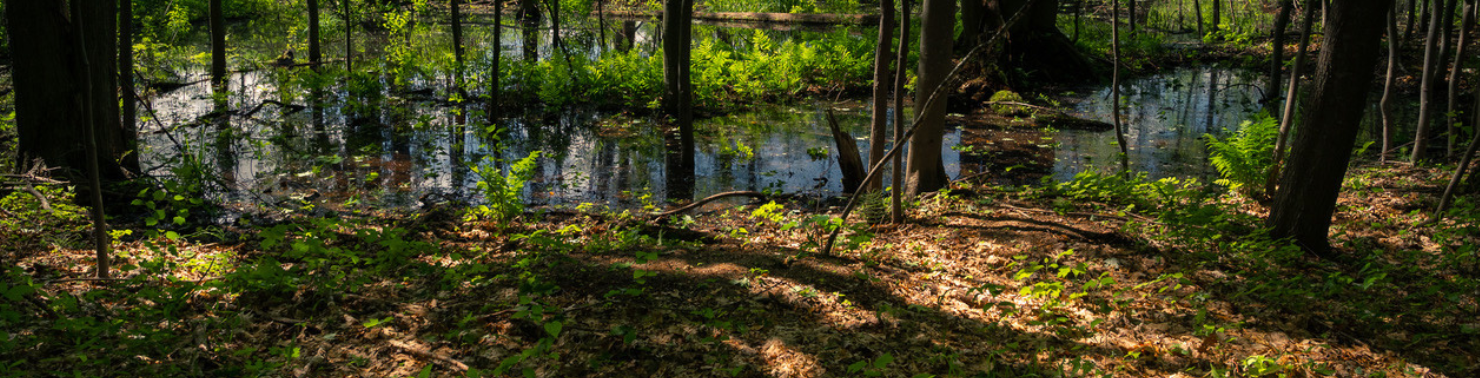 Saginaw Basin Land Conservancy | Photo by: Zachary Branigan