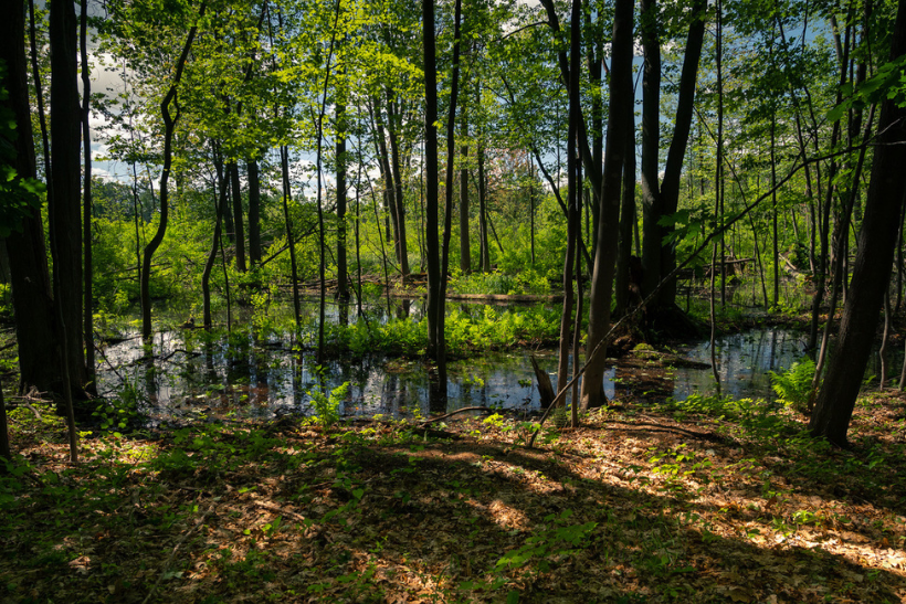 Saginaw Basin Land Conservancy | Photo by: Zachary Branigan